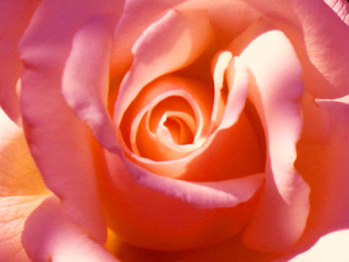 ‘Mon amie la rose’